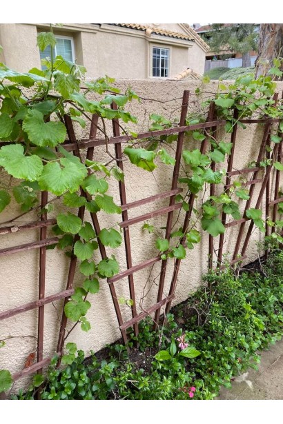 Виноград настоящий Лорано – кустарниковая лиана на опоре